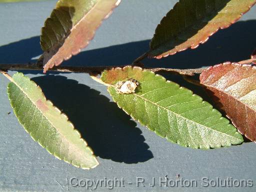 ladybird  larvae on leaf 